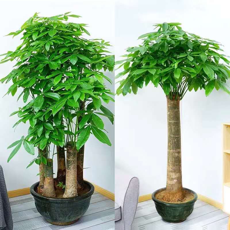 發財樹