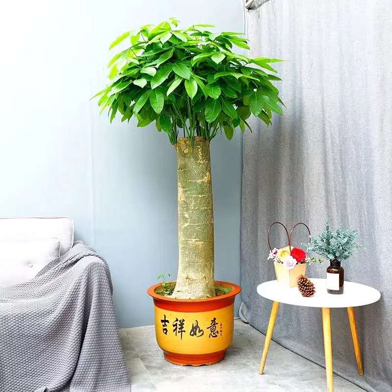 單支發(fā)財樹